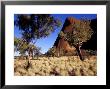 Uluru, Ayres Rock Against A Clear Blue Sky And Desert Bloodwood Trees, Australia by Jason Edwards Limited Edition Print