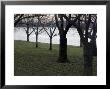 Trees Line The Potomac River In Washington, D.C. by Stacy Gold Limited Edition Print