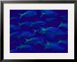 School Of Fusilier Fish by Bill Curtsinger Limited Edition Print