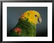Yellow-Headed Amazon Parrots by Joel Sartore Limited Edition Pricing Art Print