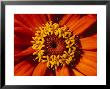 Close View Of A Zinnia Hybrid by Jonathan Blair Limited Edition Pricing Art Print