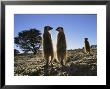 Meerkats Start Each Day With A Sunbath To Lift The Night's Chill by Mattias Klum Limited Edition Pricing Art Print