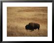 An American Bision In Golden Grassland, National Bison Range, Montana by Michael Melford Limited Edition Pricing Art Print