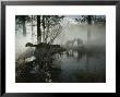 Group Of Gray Wolves, Canis Lupus, Pass By A Foggy Pond In A Forest by Jim And Jamie Dutcher Limited Edition Print