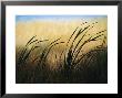 Close View Of Windblown Cattails by Raymond Gehman Limited Edition Print