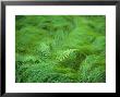 Close View Of Swirling Green Grass And Fern Fronds by Norbert Rosing Limited Edition Print