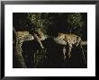 Pair Of Leopards Rest On A Tree Limb by Kim Wolhuter Limited Edition Print