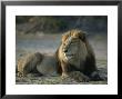 Male African Lion, Panthera Leo, Resting by Beverly Joubert Limited Edition Print
