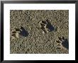 Raccoon Tracks On Newly Dredged Mud Of Wetlands Restoration Project by Tyrone Turner Limited Edition Print