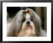 Shih Tzu Poses At A Dog Show In Bermuda by Rex Stucky Limited Edition Print