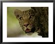 Leopardpeering Behind The Bark Of A Tree, Mombo, Okavango Delta, Botswana by Beverly Joubert Limited Edition Print