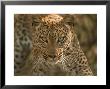Portrait Of A Leopard, Panthera Pardus, Mombo, Okavango Delta, Botswana by Beverly Joubert Limited Edition Print