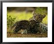 Leopard Licks A Young Cub, Mombo, Okavango Delta, Botswana by Beverly Joubert Limited Edition Print