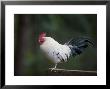 Rooster Stands On A Fence Post, Salt Spring Island, British Columbia, Canada by Taylor S. Kennedy Limited Edition Pricing Art Print