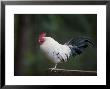 Rooster Stands On A Fence Post, Salt Spring Island, British Columbia, Canada by Taylor S. Kennedy Limited Edition Pricing Art Print