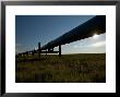 Alaska Pipeline, North Slope, Alaska by Michael S. Quinton Limited Edition Print