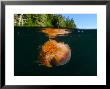 Lion's Mane Jellyfish Swimming, Vancouver Island, British Columbia, Canada by Paul Nicklen Limited Edition Print
