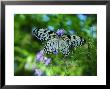 Rice Paper Butterfly, Idea Leuconoe, Drinks Nectar From Purple Flowers by Darlyne A. Murawski Limited Edition Print