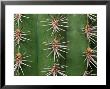 Cereus Cactus Spines Up Close, Providence, Rhode Island by Darlyne A. Murawski Limited Edition Print