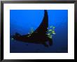 A Manta Ray With Yellow Striped Jacks by David Doubilet Limited Edition Pricing Art Print