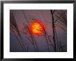 A Setting Sun Seen Through Fringe Of Pampas Grass by Michael S. Yamashita Limited Edition Print