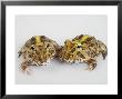 A Pair Of Vulnerable Pacific Horned Frogs by Joel Sartore Limited Edition Print