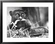 Tarsiers An Animal Native To Indonesia And Philippines Eating A Lizard Alive by Sam Shere Limited Edition Print