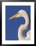 Great Egret, Ft. Myers Beach, Florida by Peter Hawkins Limited Edition Print