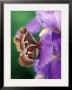 Cecropia Moth On Iris In Garden by Nancy Rotenberg Limited Edition Print