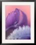Iris Petal Close-Up by Nancy Rotenberg Limited Edition Pricing Art Print