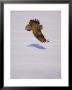 Great Grey Owl Glides Over Snow, Minnesota, Usa by Richard Hamilton Smith Limited Edition Print