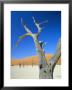 Dead Trees And Sun-Baked Pan, Dead Vlei, Namib Naukluft Park, Namibia by Lee Frost Limited Edition Pricing Art Print