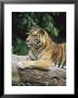 Sumatran Tiger, In Captivity At Singapore Zoo, Singapore by Ann & Steve Toon Limited Edition Print