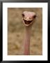 Closeup Of A Female, Captive Ostrich by Tim Laman Limited Edition Print