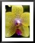Close View Of A Yellow Orchid Blossom, Groton, Connecticut by Todd Gipstein Limited Edition Print