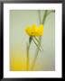 The Delicate And Vulnerable Diuris Behrii, Golden Cowslips Orchid, Melbourne Zoo, Australia by Jason Edwards Limited Edition Print
