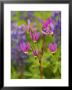 Shooting Star Wildflowers In Boggy Meadow, Alaska by Ralph Lee Hopkins Limited Edition Pricing Art Print