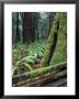 Winter Greenery In The Redwood Forest, California by Rich Reid Limited Edition Print