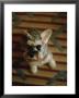 Miniature Schnauzer Dog Looks At The Camera by Eightfish Limited Edition Print