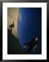 Skateboarder And His Shadow On A Ramp by Bill Hatcher Limited Edition Print