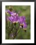 Close View Of Purple Shooting Star Flowers by Marc Moritsch Limited Edition Print