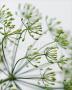 Fennel by Sara Deluca Limited Edition Print