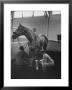 Silky Sullivan Being Prepared For The Santa Anita Derby by Allan Grant Limited Edition Print