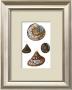 Shells Ii by Daniel Diderot Limited Edition Pricing Art Print