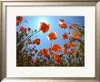 Poppies by Laurent Pinsard Limited Edition Print