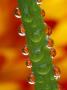 Flowers Reflected In Dew Drops On Dahlia Stem by Dennis Kirkland Limited Edition Print