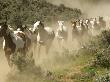 Running Horses Kicking Up Dust During Roundup, Malaga, Washington, Usa by Dennis Kirkland Limited Edition Print