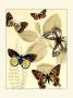 Graphic Butterflies In Nature I by Megan Meagher Limited Edition Pricing Art Print