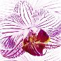 Orchid I by Mel Allen Limited Edition Pricing Art Print
