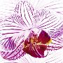 Orchid I by Mel Allen Limited Edition Pricing Art Print